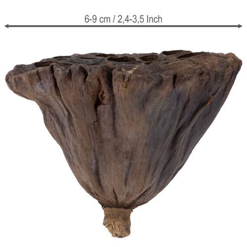 Article Bulbe de lotus grand 100 pcs naturel