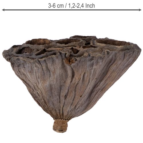 Bulbe de lotus petit 100 pcs. naturel | Floristik24.fr