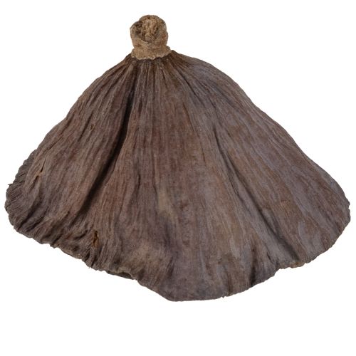 Article Bulbe de lotus petit 100 pcs. naturel