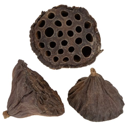 Lotus piston moyen 100 pièces naturel