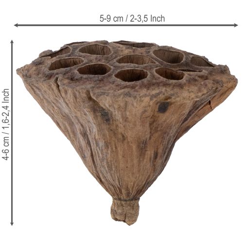 Article Lotus piston moyen 100 pièces naturel