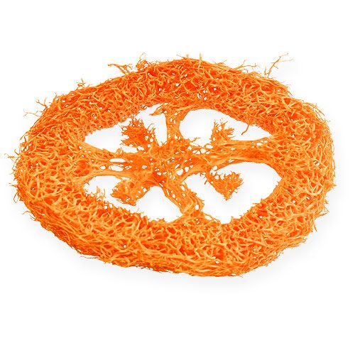 Floristik24 Tranches de luffa orange 25 pcs