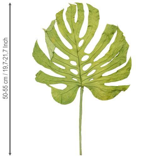 Article Feuilles de Monstera séchées pour décoration de fenêtre H50cm 5 pcs