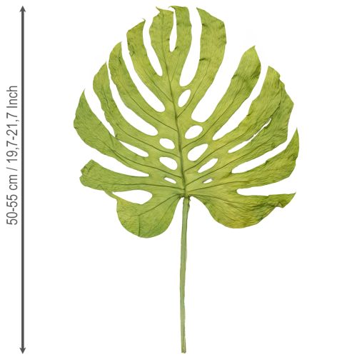 Article Feuilles de Monstera séchées, décoration de fenêtre, H50cm, lot de 5