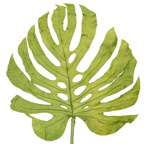 Feuilles de Monstera séchées pour décoration de fenêtre H50cm 5 pcs