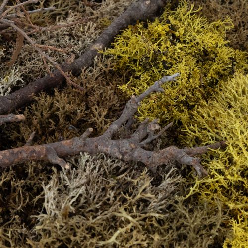 Article Tableau de mousse, véritable tableau de mousse avec cadre, conservé, 40×30cm