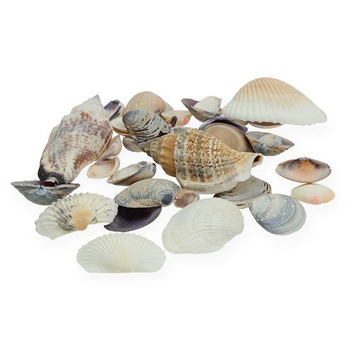 Floristik24 Mélange de moules naturel 400g