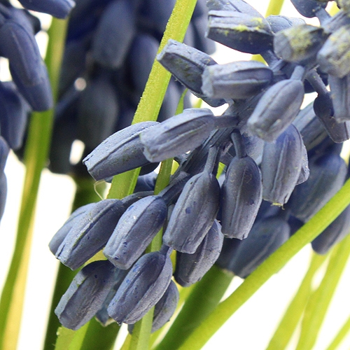 Article Jacinthes de raisin 28cm - 30cm Bleu 15 pcs