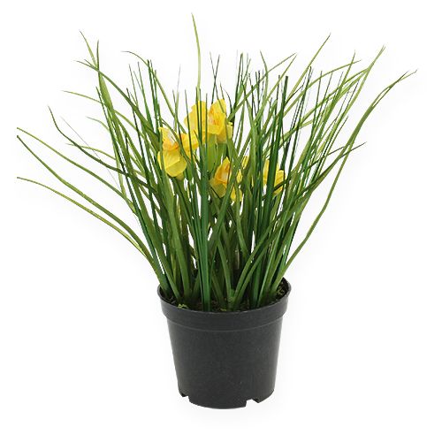 Floristik24 Narcisse jaune en pot avec herbe 25 cm