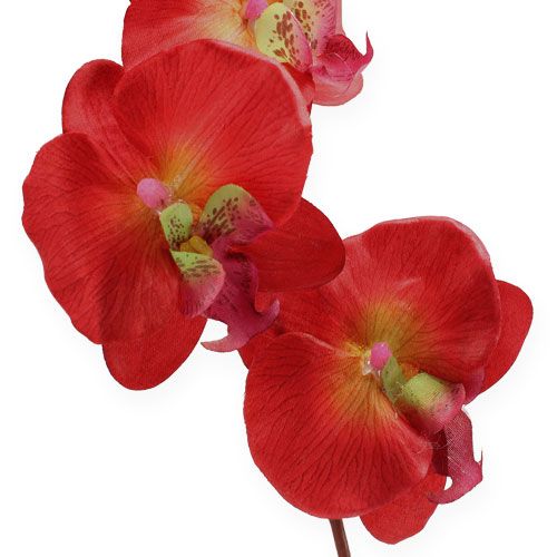 Floristik24 Déco orchidée rouge 68cm