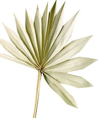 Article Palmspear Sun Natur Feuille de palmier séchée Naturdeko 30St