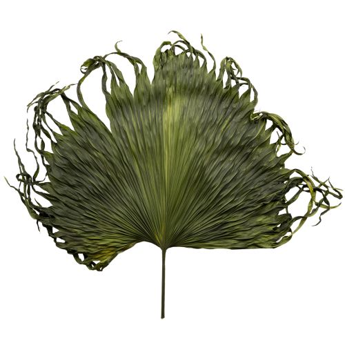 Feuilles de palmier séchées décoratives Saribus vert 45cm 5 pcs