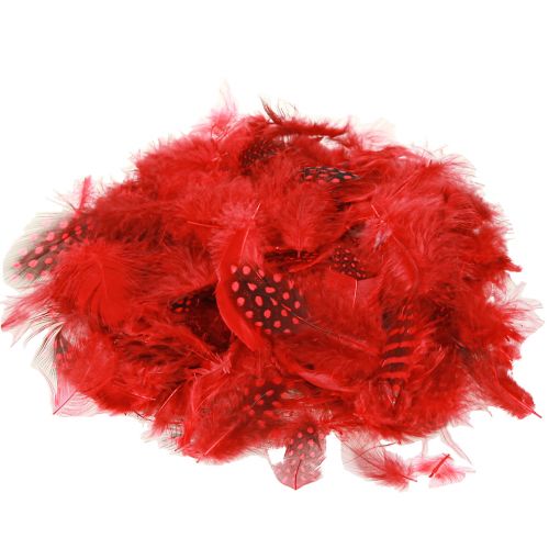 Floristik24 Plumes de pintade Faraona 30g rouge