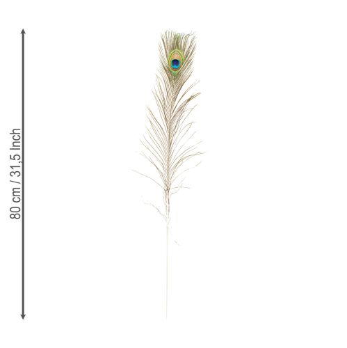 Article Plumes de paon décoratives, véritables plumes d'oiseaux, longues de 75 à 85 cm, 8 pièces