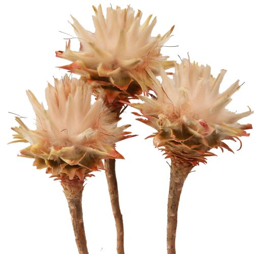 Floristik24 Leucospermum Plumosum Fleurs de protée Clair Ø3-5cm 25pcs