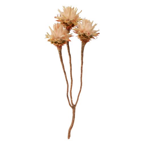 Floristik24 Leucospermum Plumosum Fleurs de protée Clair Ø3-5cm 25pcs