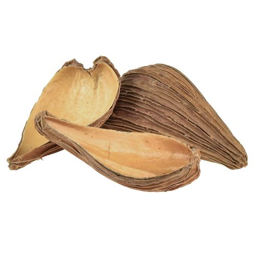 Floristik24 Capsules de fruits et graines Pradeep Pods 9-12 cm naturel 50 pièces