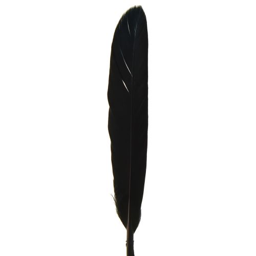 Article Plumes noires Plumes d&#39;oie décoratives noires 11-14 cm 180 pcs