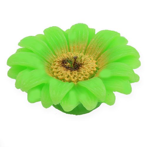 Floristik24 Bougie flottante gerbera vert Ø 7,5 cm