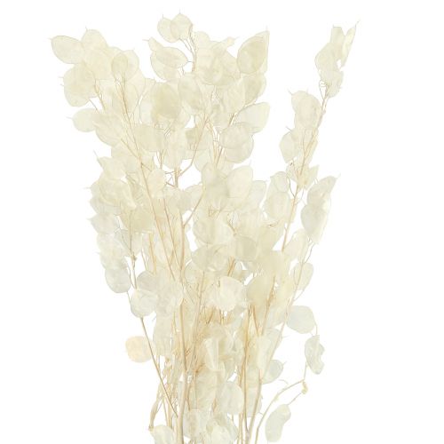 Article Feuille d&#39;Argent Lune Violette Lunaria Conservée L70cm 20g