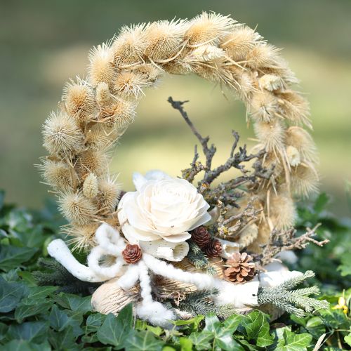 Cardon sauvage blanchi séché décoration naturelle 3-6cm 1kg