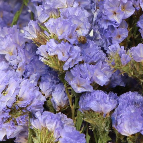 Floristik24 Lilas de mer violet Statice Limonium sinuatum fleurs séchées 60cm 50g