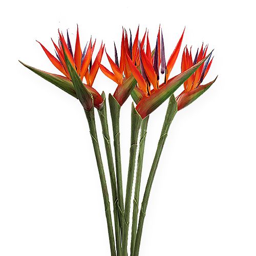 Floristik24 Strelitzia 65 cm (6 p.)