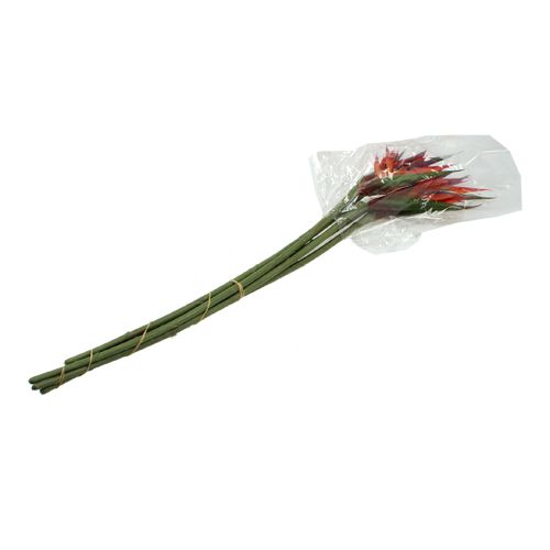 Floristik24 Strelitzia 65 cm (6 p.)
