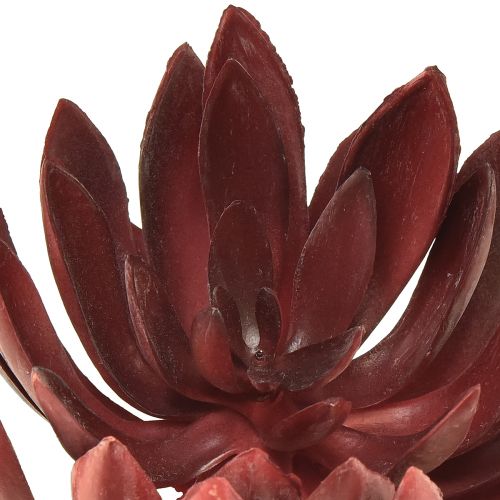 Floristik24 Plantes Vertes Artificielles Succulentes Echeveria Rouge Ø12cm 19,5cm