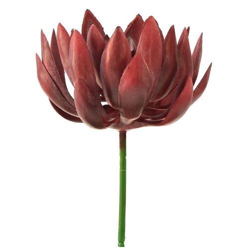 Floristik24 Plantes Vertes Artificielles Succulentes Echeveria Rouge Ø12cm 19,5cm