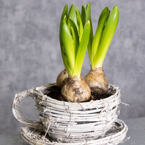 Article Tasse à thé en matériau naturel au charme rustique, idéale pour une décoration intérieure exclusive (13 cm).