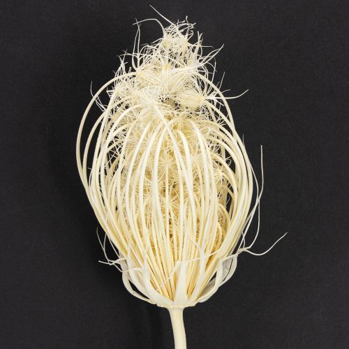 Article Fleurs séchées fenouil crème blanchi 45cm bouquet 10 pcs