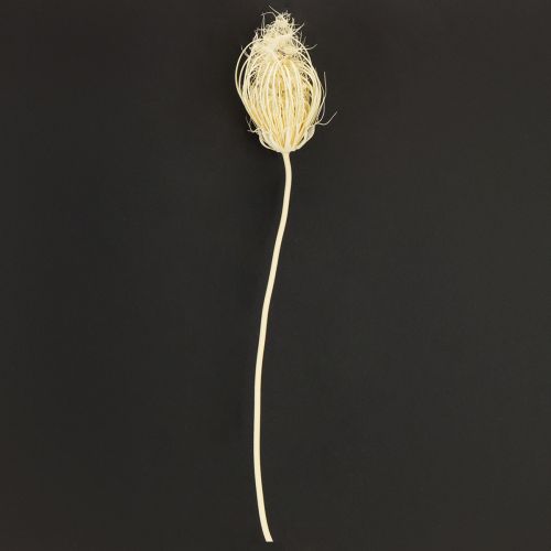 Article Fleurs séchées fenouil crème blanchi 45cm bouquet 10 pcs