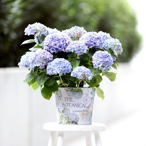 Floristik24 Jardinière métal pot de fleur hortensia Ø24cm H21cm