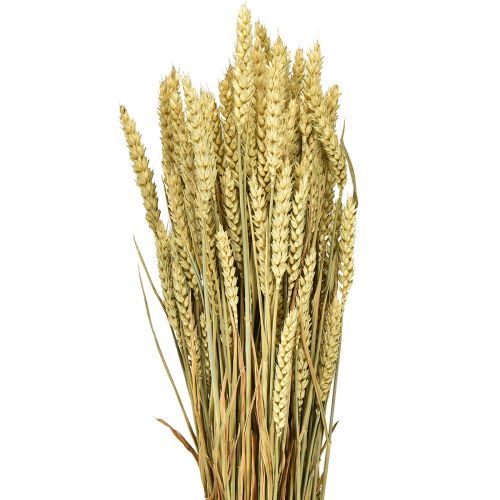 Blé décoratif naturel en grappe 1 botte 150g
