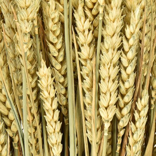 Article Blé décoratif naturel en grappe 1 botte 150g