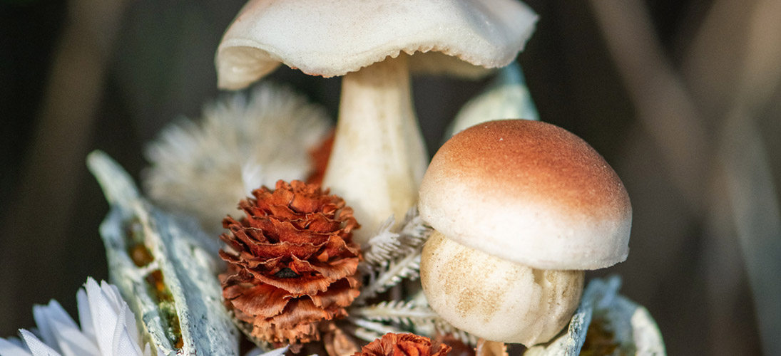 Feuillage, feuilles et champignons