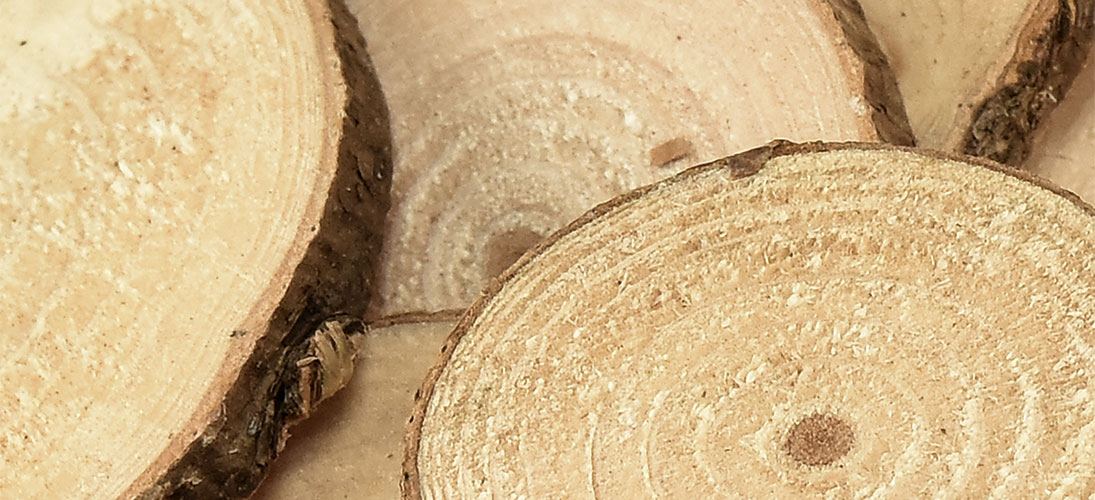 Rondins de bois et écorces