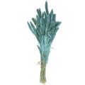 Floristik24 Fleurs séchées, Setaria Pumila, millet bleu 65cm 200g
