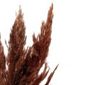 Floristik24 Herbe de pampa déco séchée floristique sèche brun rouge 70cm 6pcs