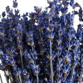 Floristik24 Lavande séchée Bouquet de fleurs séchées Bleu 25cm 75g