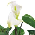 Floristik24 Calla Lily Kalla Fleurs Artificielles Fleurs Exotiques Blanches 34cm
