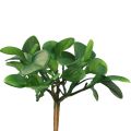 Floristik24 Plante verte artificielle succulente vert artificiel H14cm