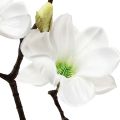 Floristik24 Fleur artificielle branche de magnolia magnolia artificielle blanc 58cm