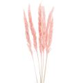 Floristik24 Herbe de pampa déco, herbe de pampa séchée herbe de pampa rose 72cm 6pcs
