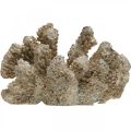 Décoration maritime, animal marin, déco corail polyrésine 13.5x11.5cm