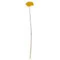 Achillea séchée jaune 1 kg, fleurs séchées naturelles | Floristik24.fr