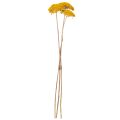 Achillea séchée jaune 1 kg,