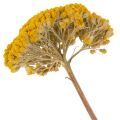 Achillea séchée jaune 1 kg,