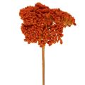 Floristik24 Achillea séchée orange 45–60 cm 1 kg